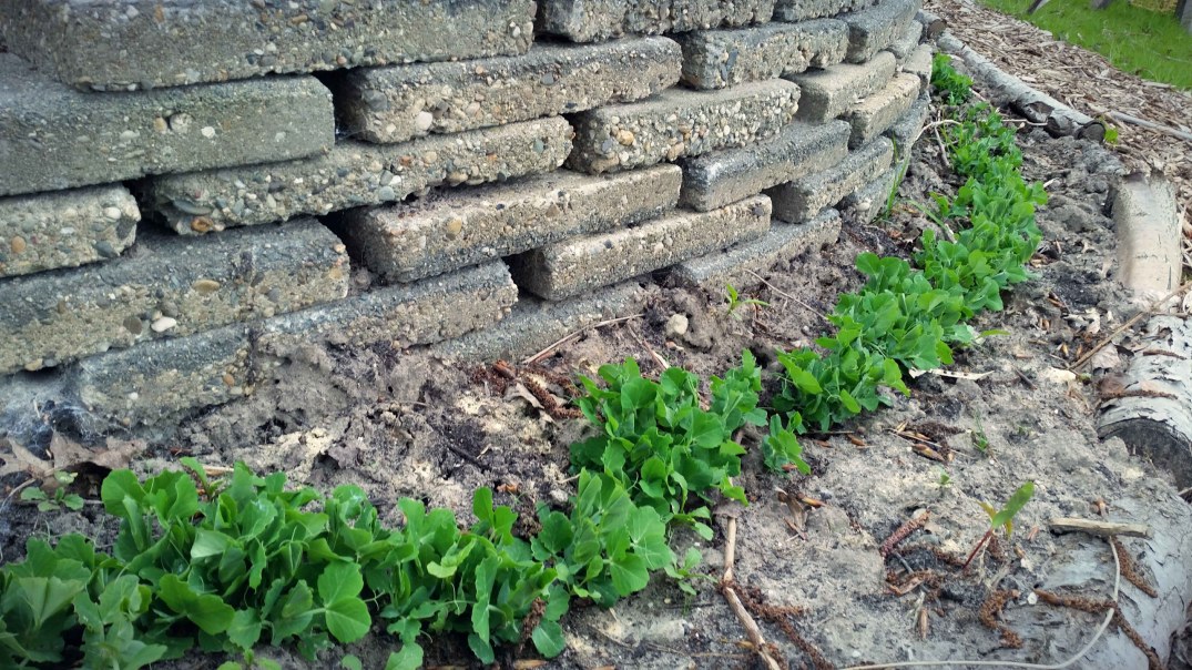 20160422_184623-blog