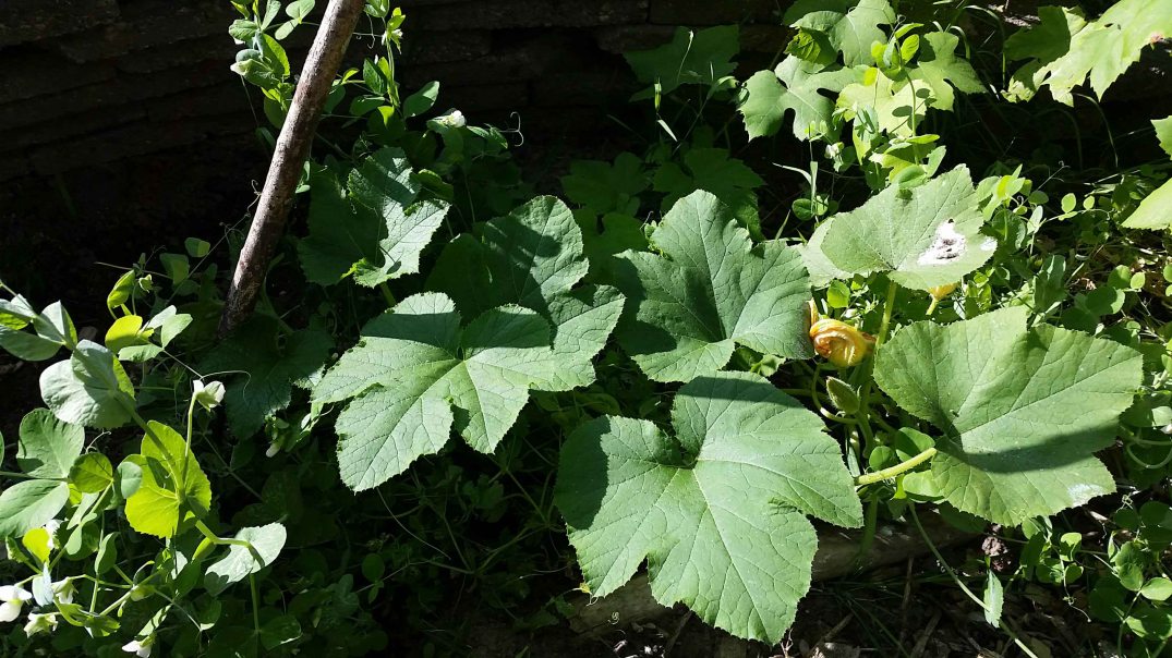 20160717_180921-blog