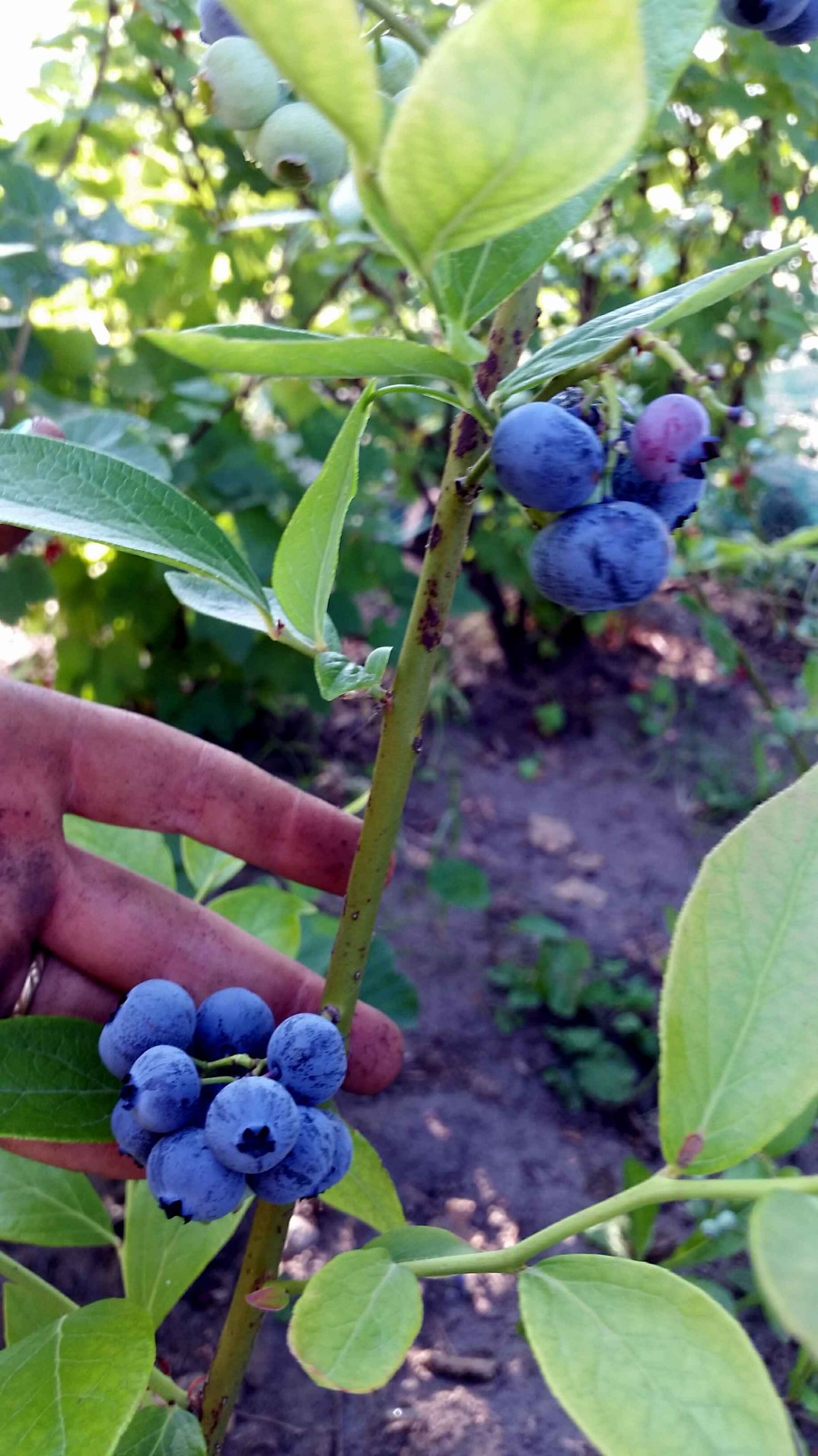 20160718_174750-blog