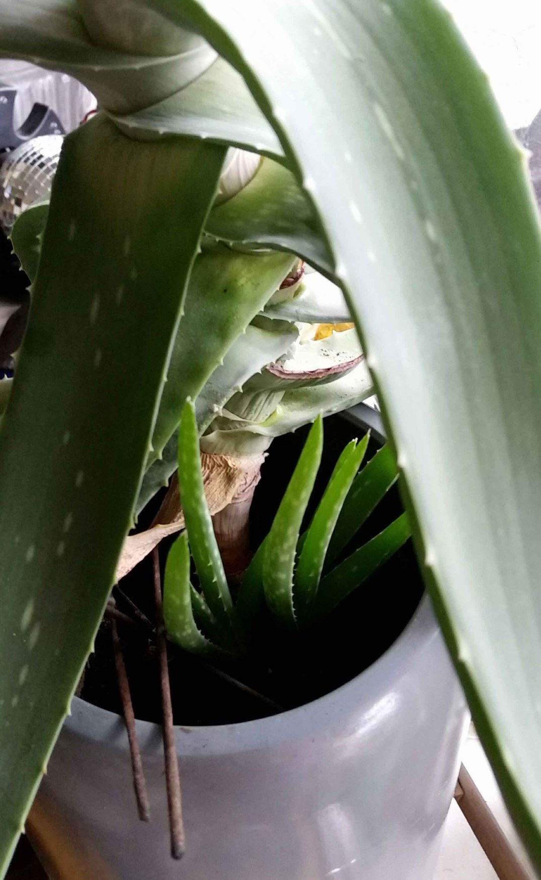 20160811_113638-blog