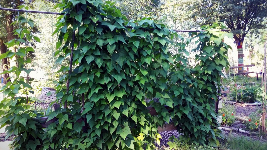 20160817_160531-blog