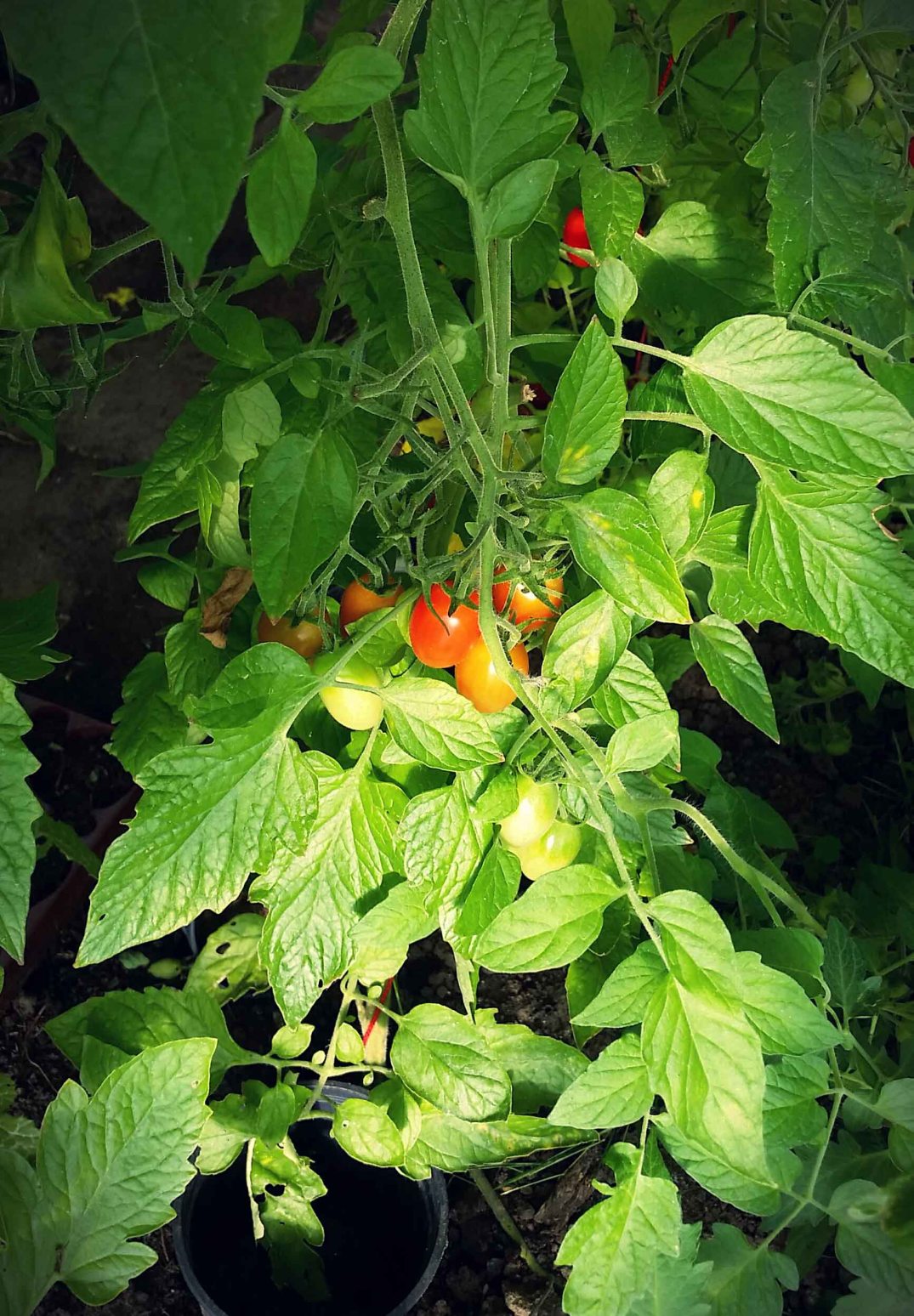 20160817_180345-blog