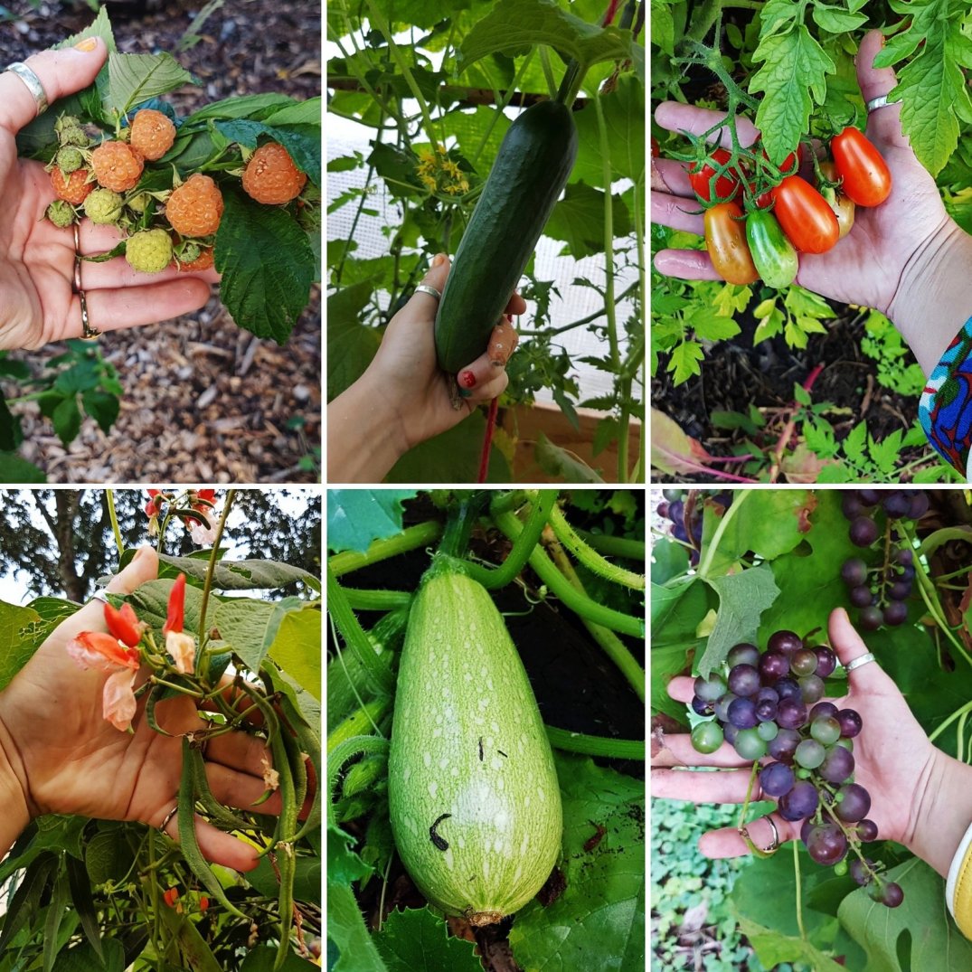 Harvested vegetables
