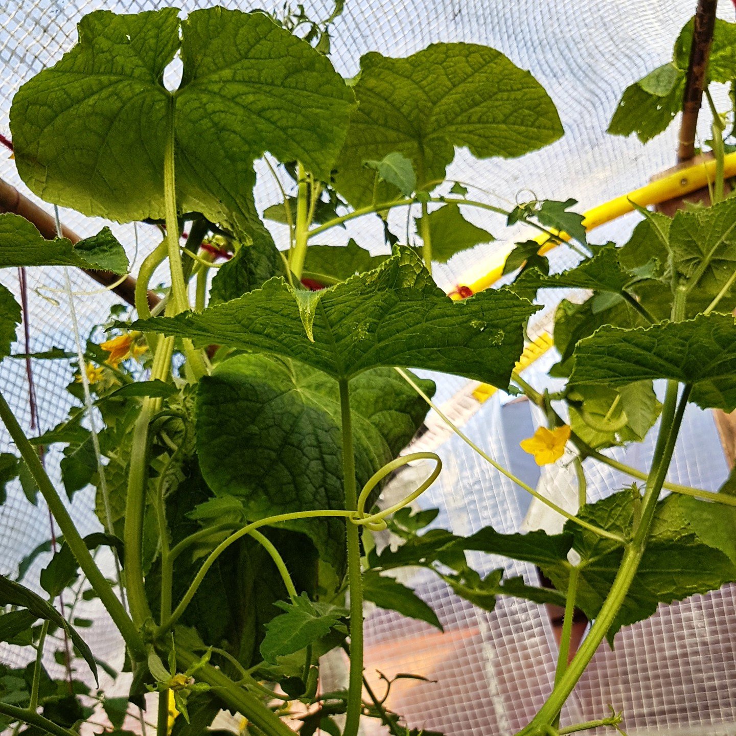 Cucumber plant