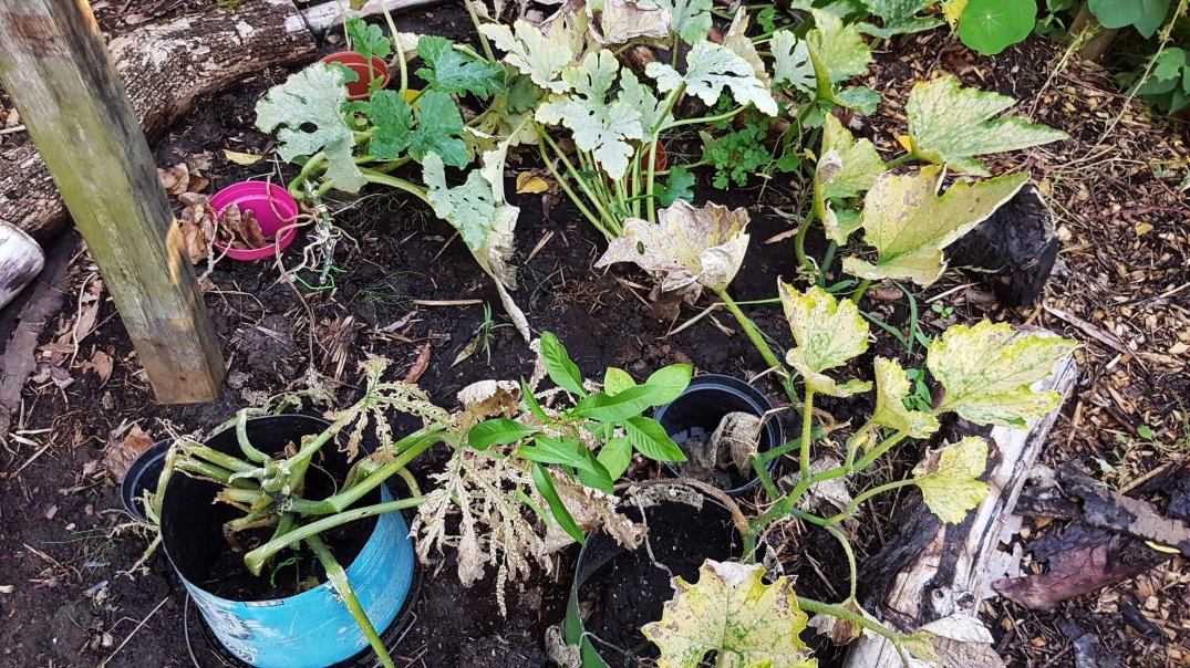 Dead Zucchini plants