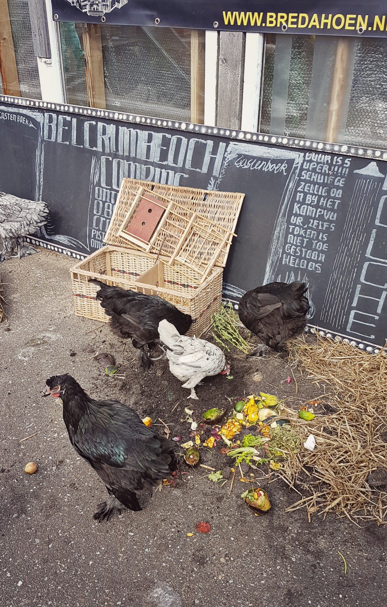 Breda hoen Kippen