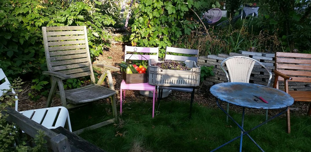 Harvest at the chairs