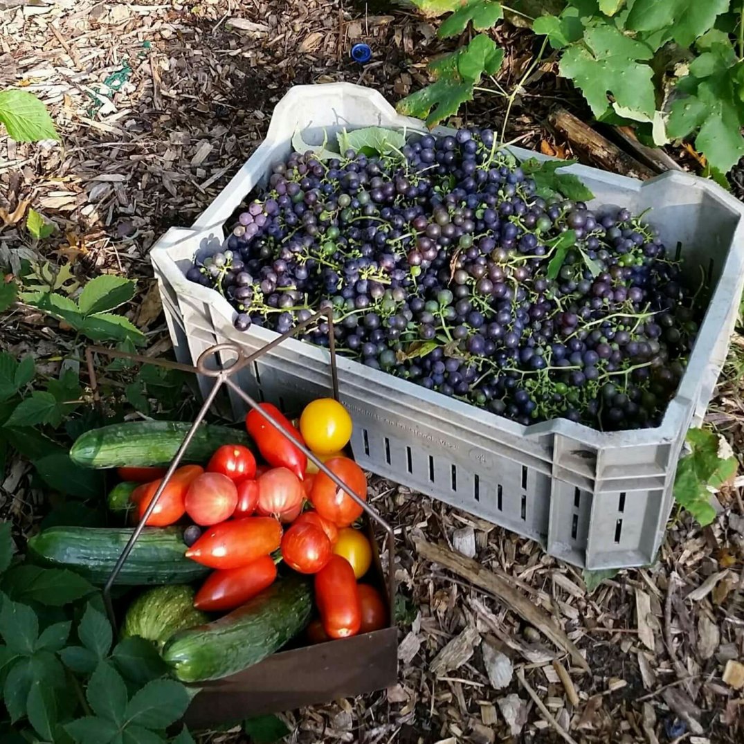 Harvesting grapes 