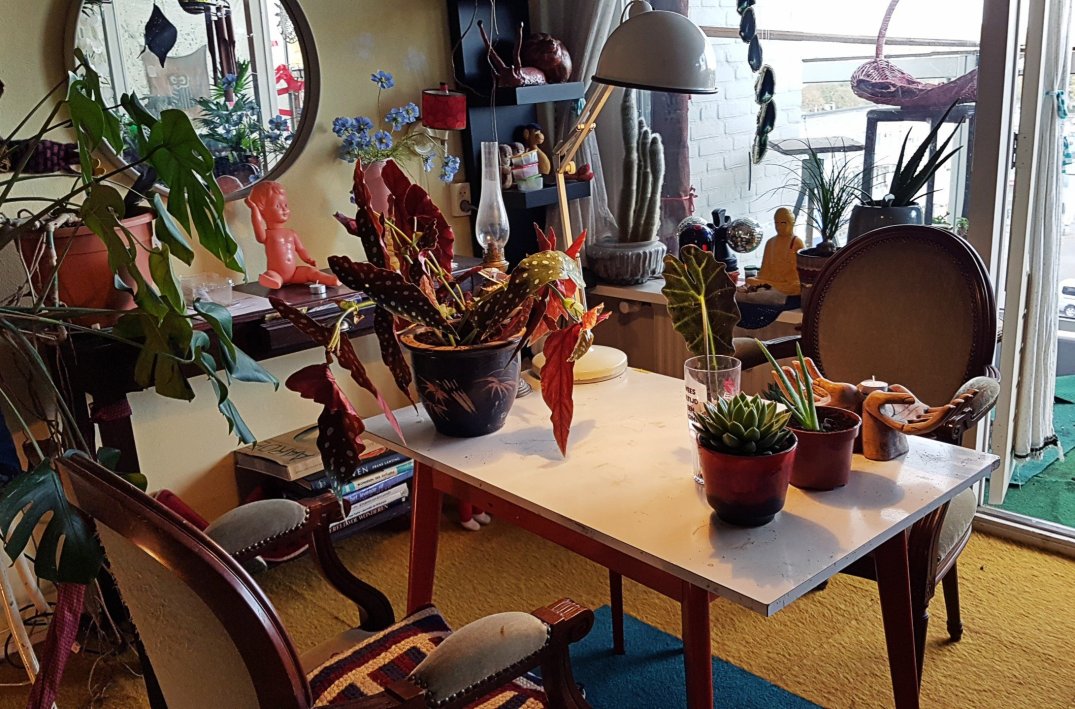 Leonie de paradijsvogel