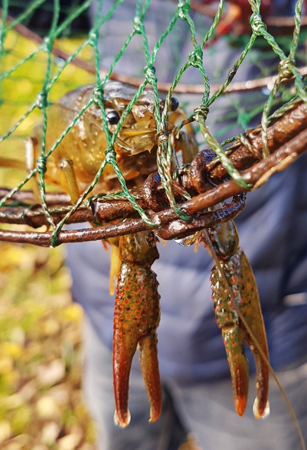 crayfish Rivierkreeft