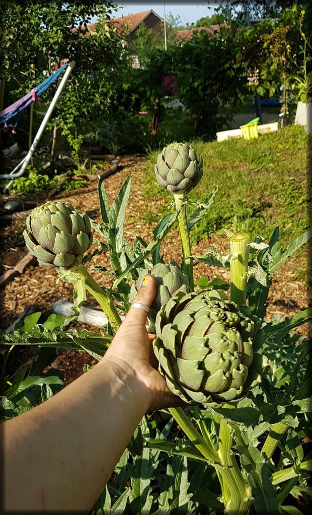 Artichocke