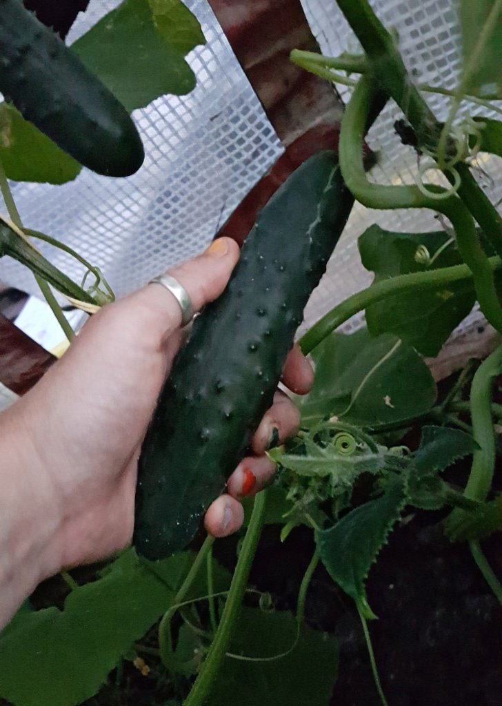 Komkommers Leonies paradijstuin