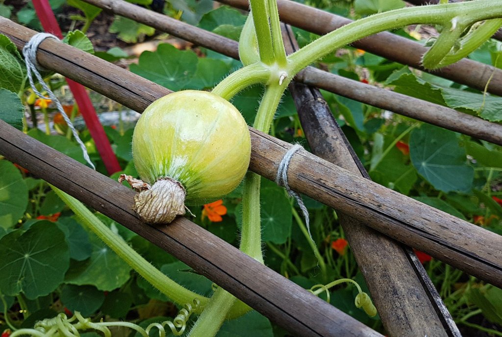 Leonies paradijstuin 