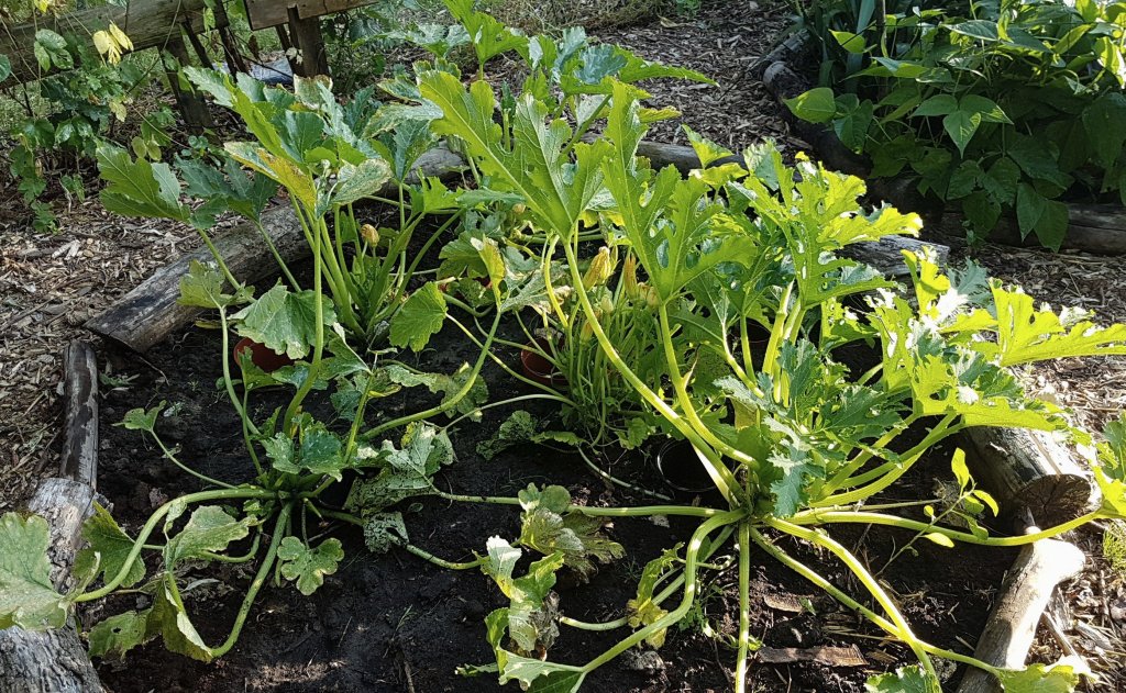 Courgette planten 
