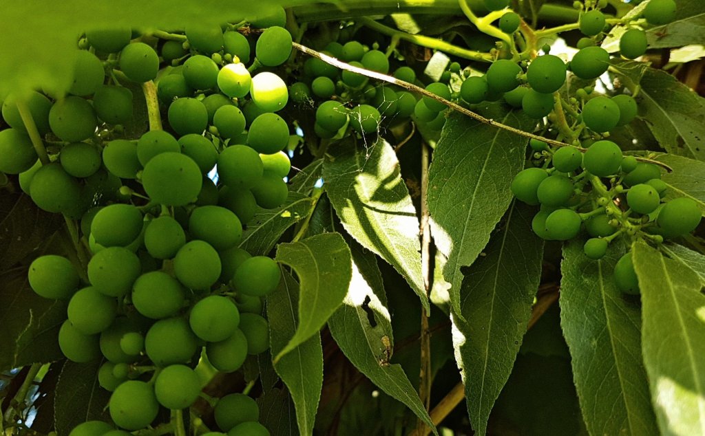 Leonies paradijstuin 