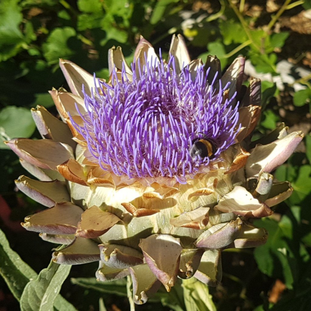 artichoke flower