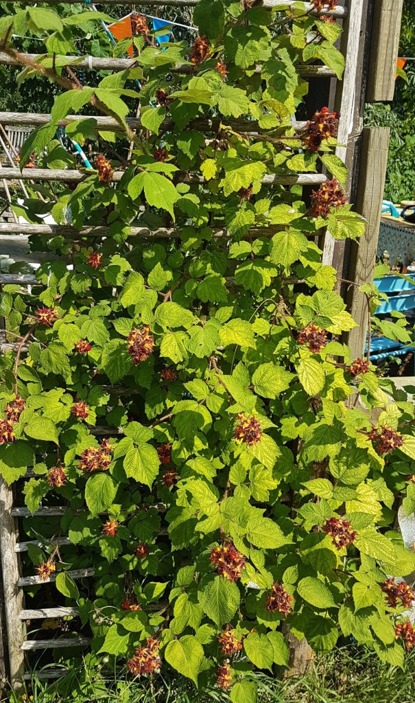 Japanese wineberry