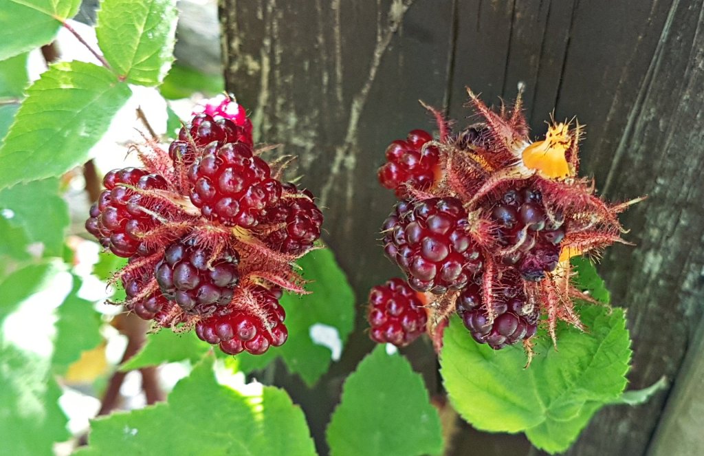 Japanese wineberry