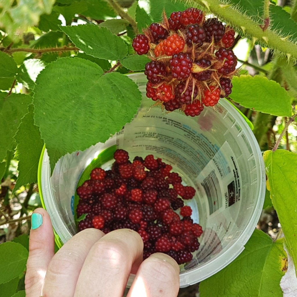 Japanese wineberry