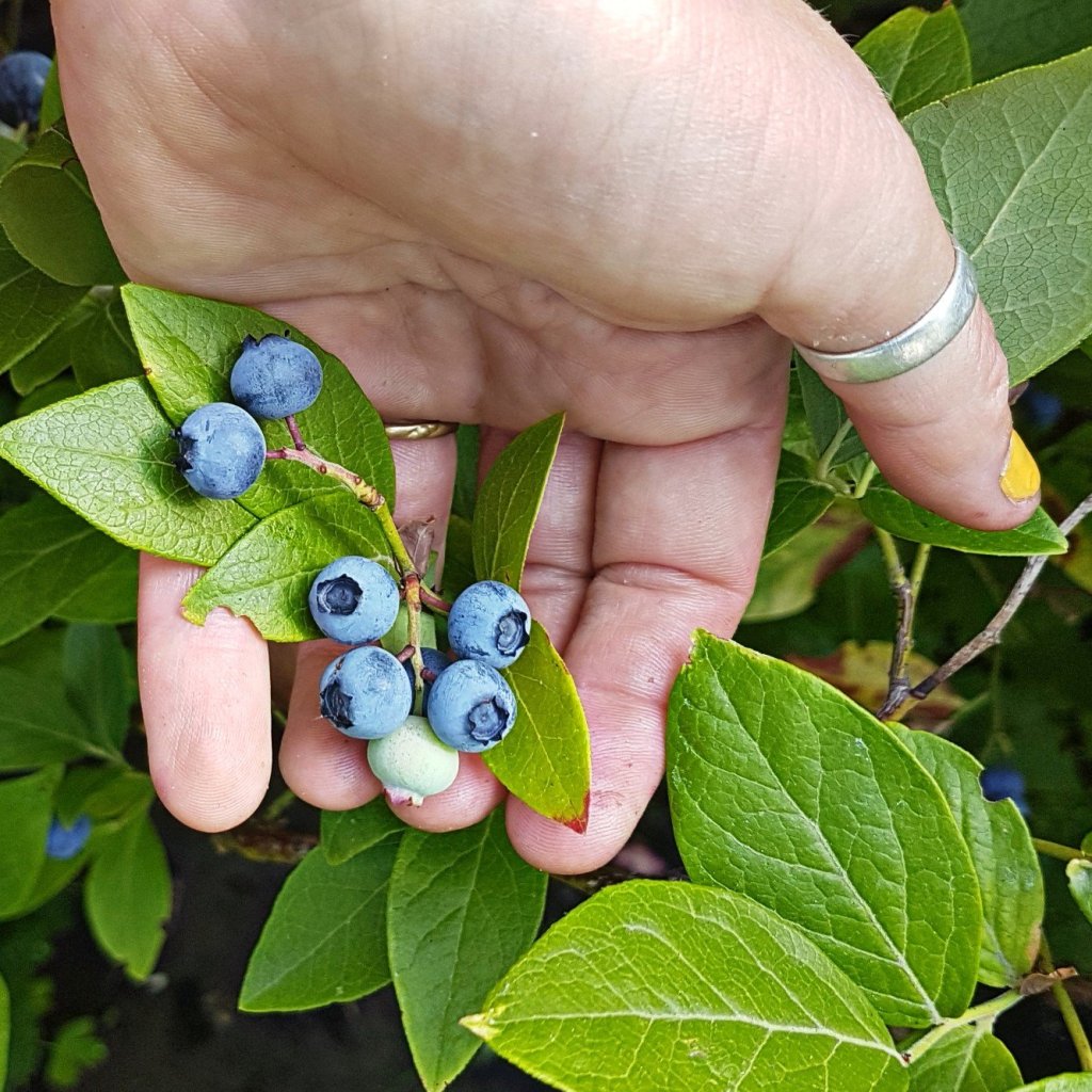 Blue berries