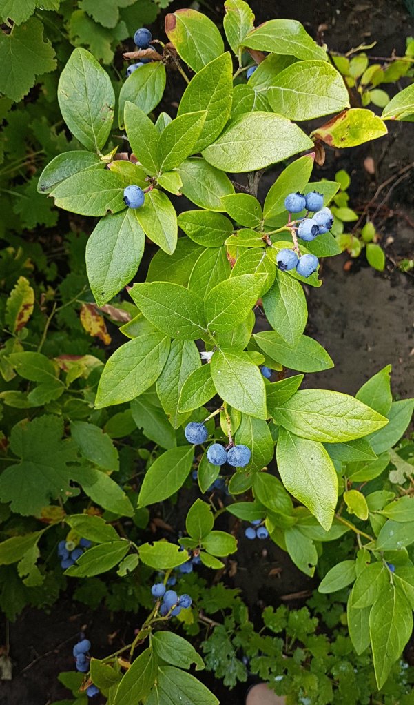 Blue berries