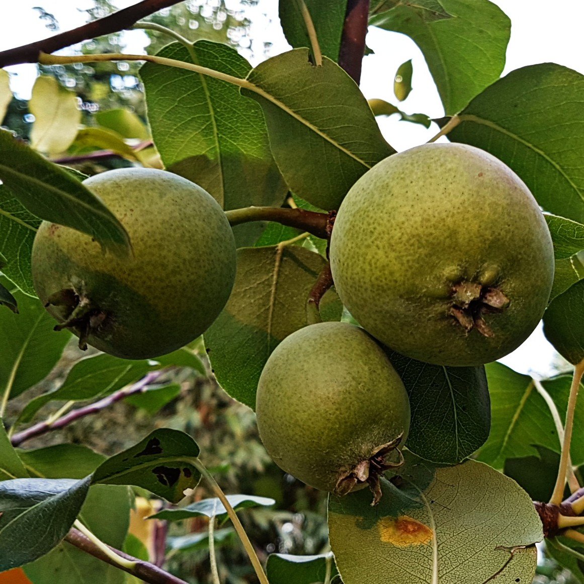 Leonies paradijstuin Mispels
