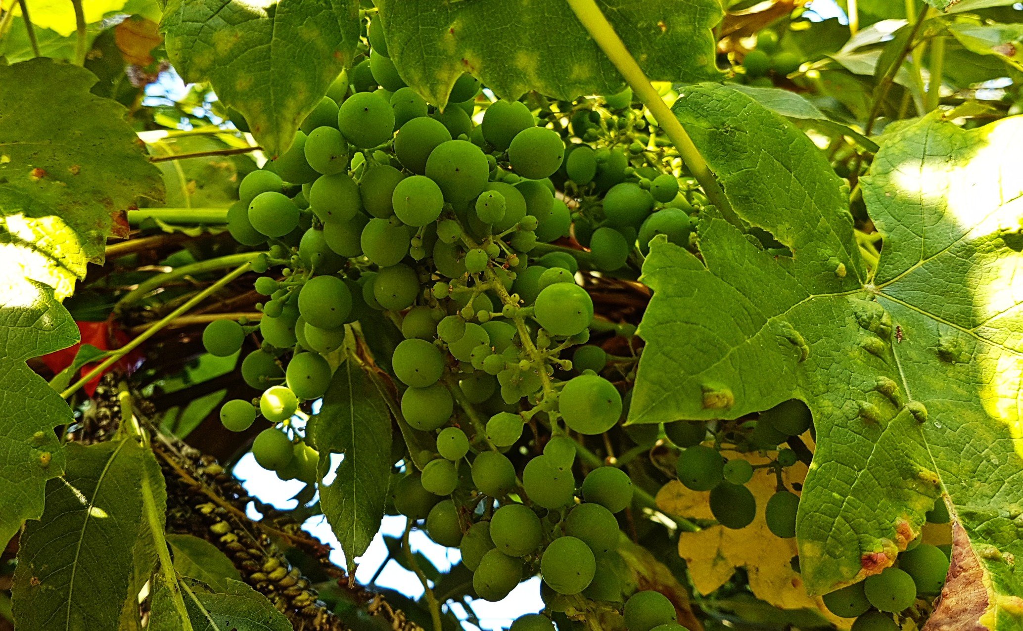 Leonies paradijstuin Druiven