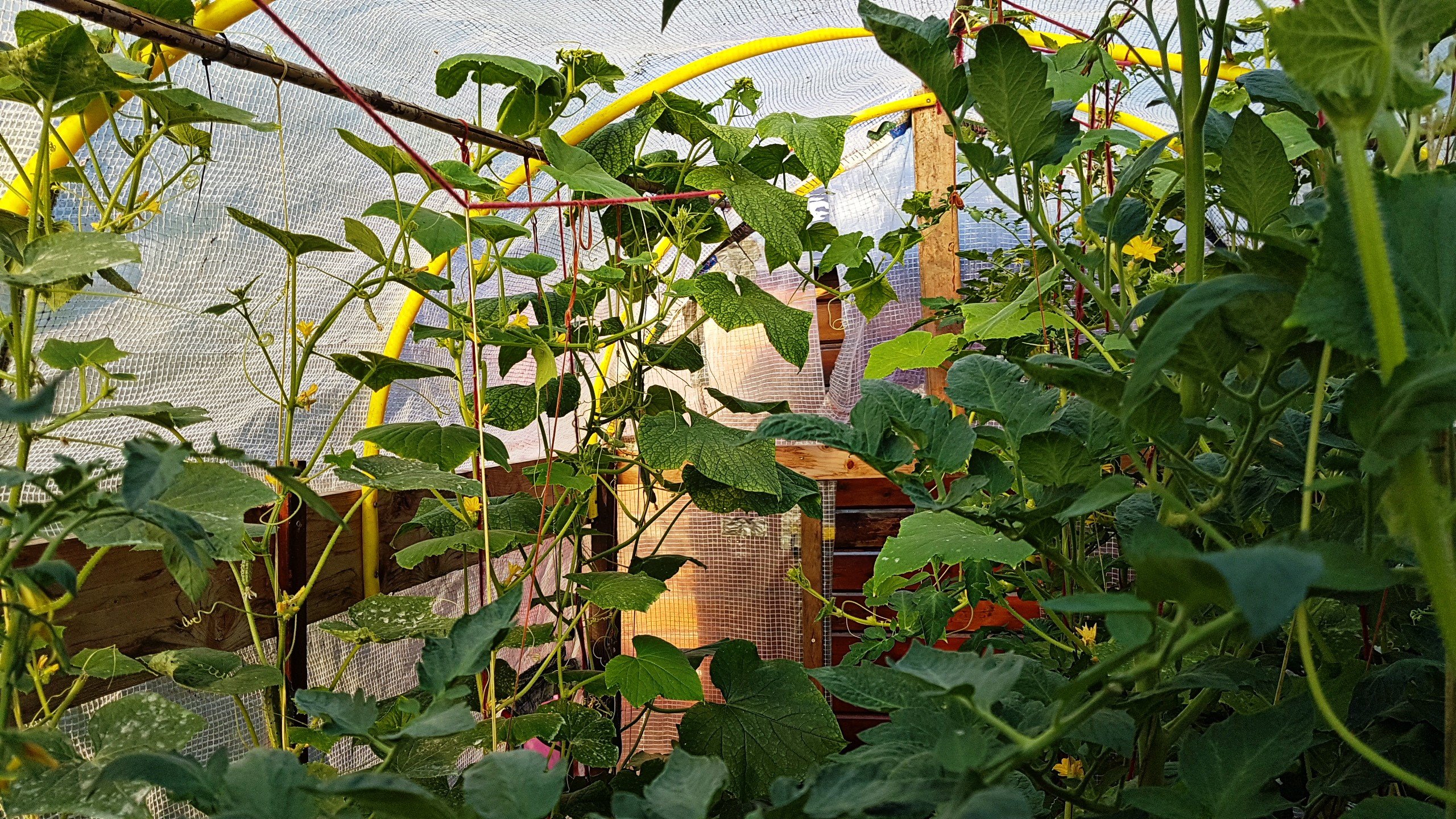 Leonies paradijstuin Kasje