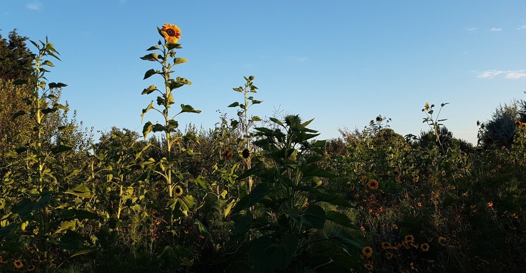 Natuurlijk Walcheren