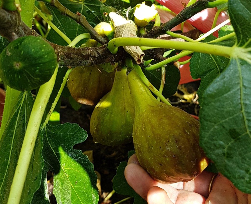 Figs