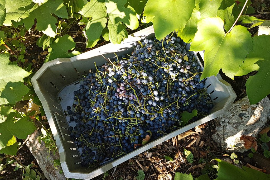 Leonies paradijstuin 