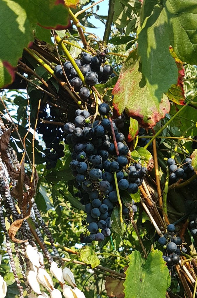 Leonies paradijstuin 