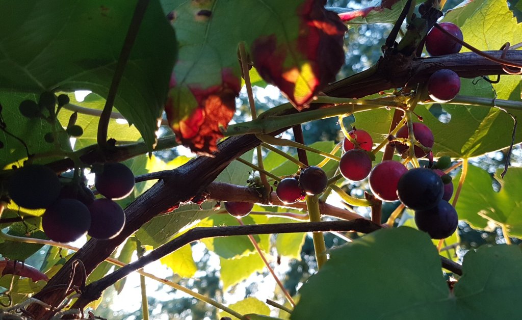 Leonies paradijstuin 