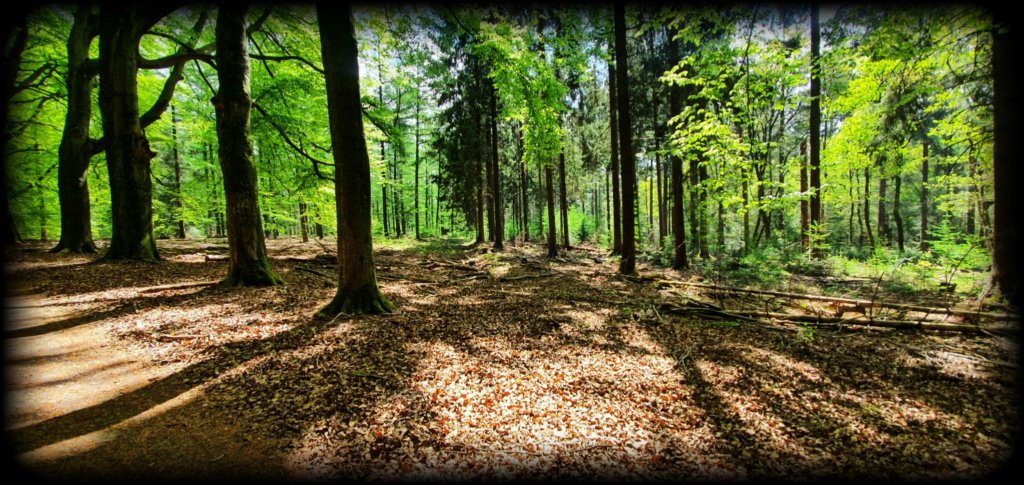 Veluwezoom bij Dieren