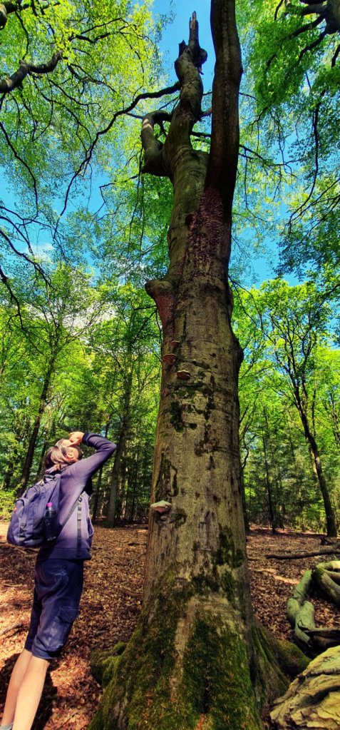 Veluwezoom bij Dieren