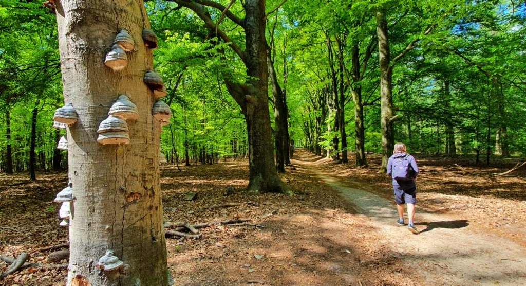 Veluwezoom bij Dieren
