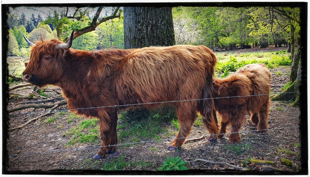 Veluwezoom bij Dieren