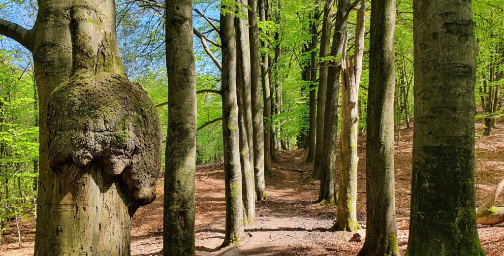 Veluwezoom bij Dieren