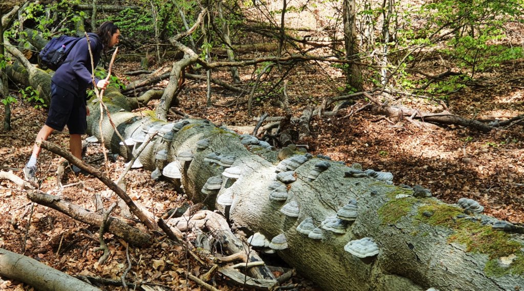 Veluwezoom bij Dieren