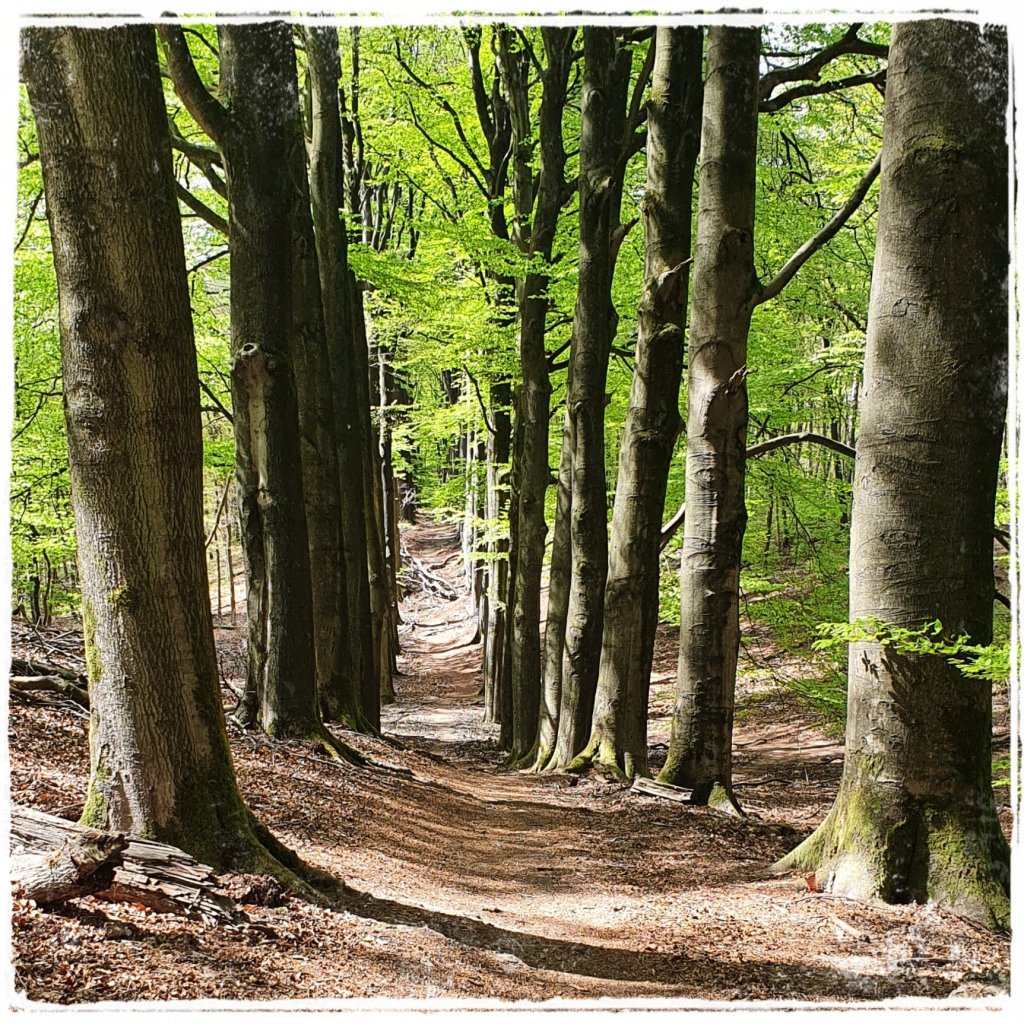 Veluwezoom bij Dieren