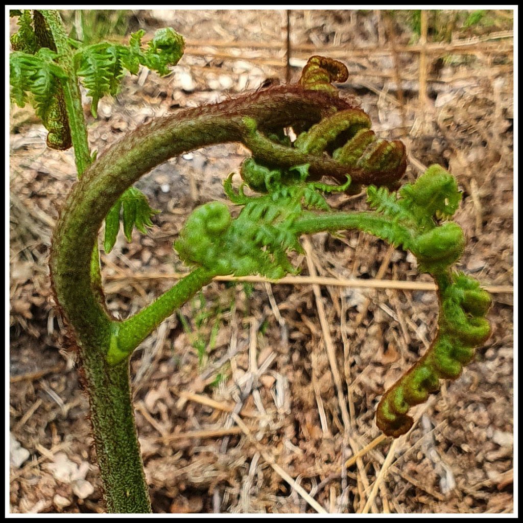 Veluwezoom bij Dieren