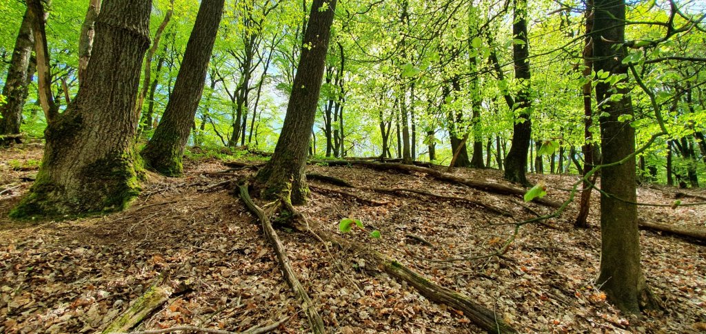 Veluwezoom bij Dieren