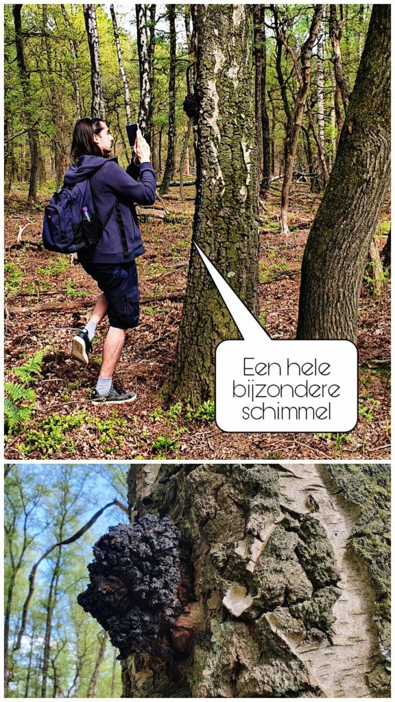 Veluwezoom bij Dieren