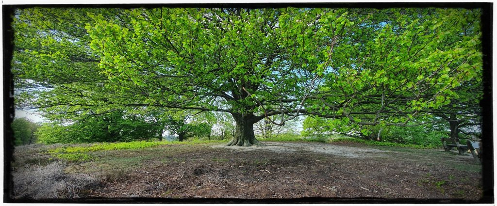 Veluwezoom bij Dieren