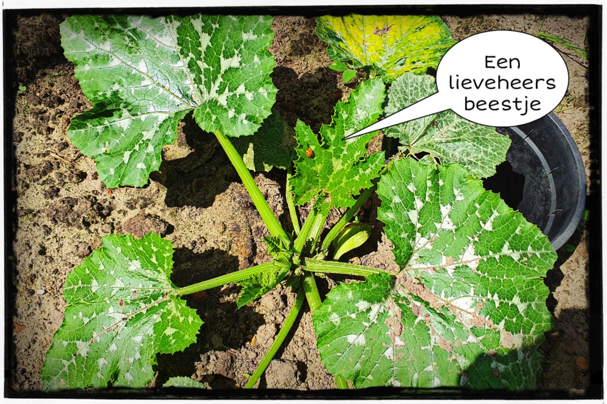 Leonies Paradijstuin