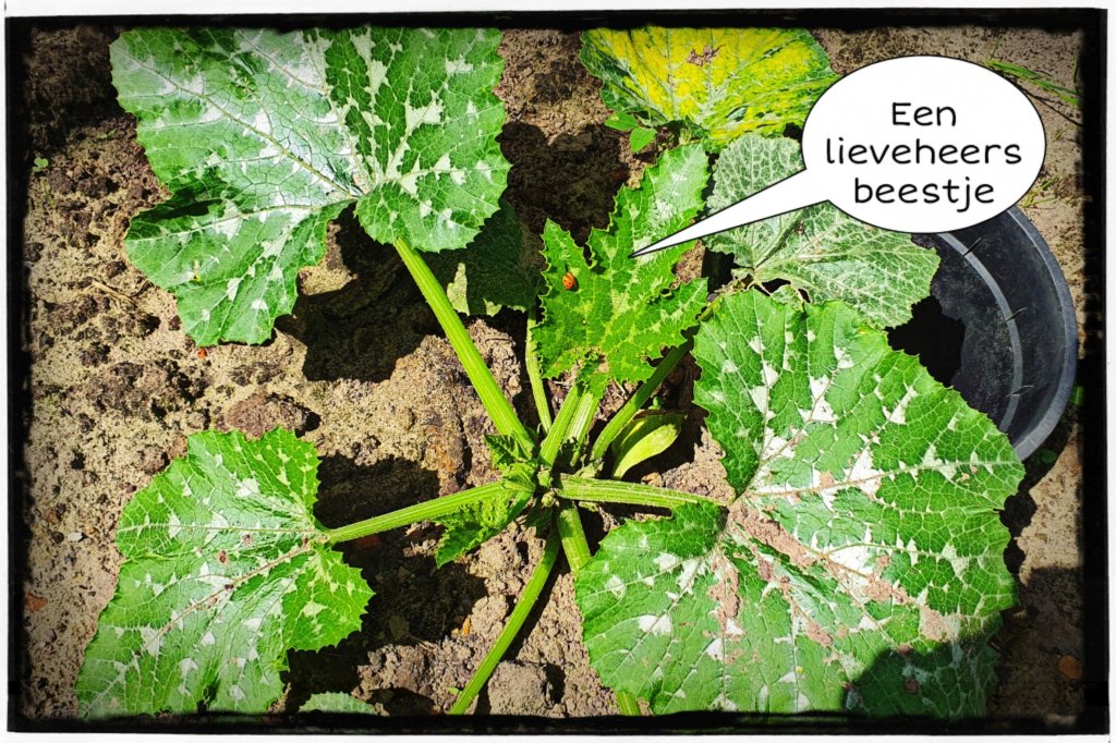 Leonies Paradijstuin