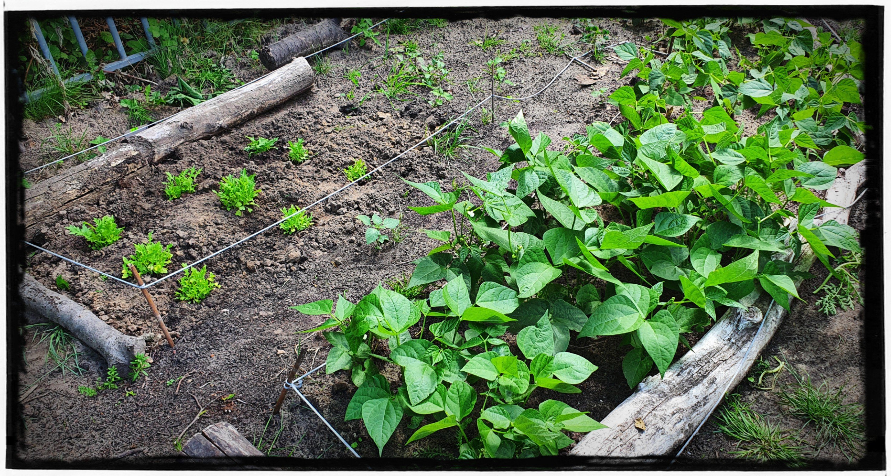 Leonies Paradijstuin