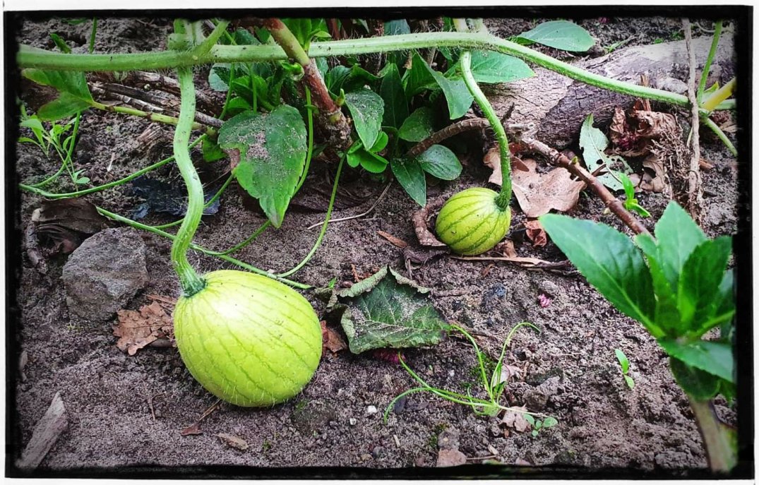 Leonies Paradijstuin