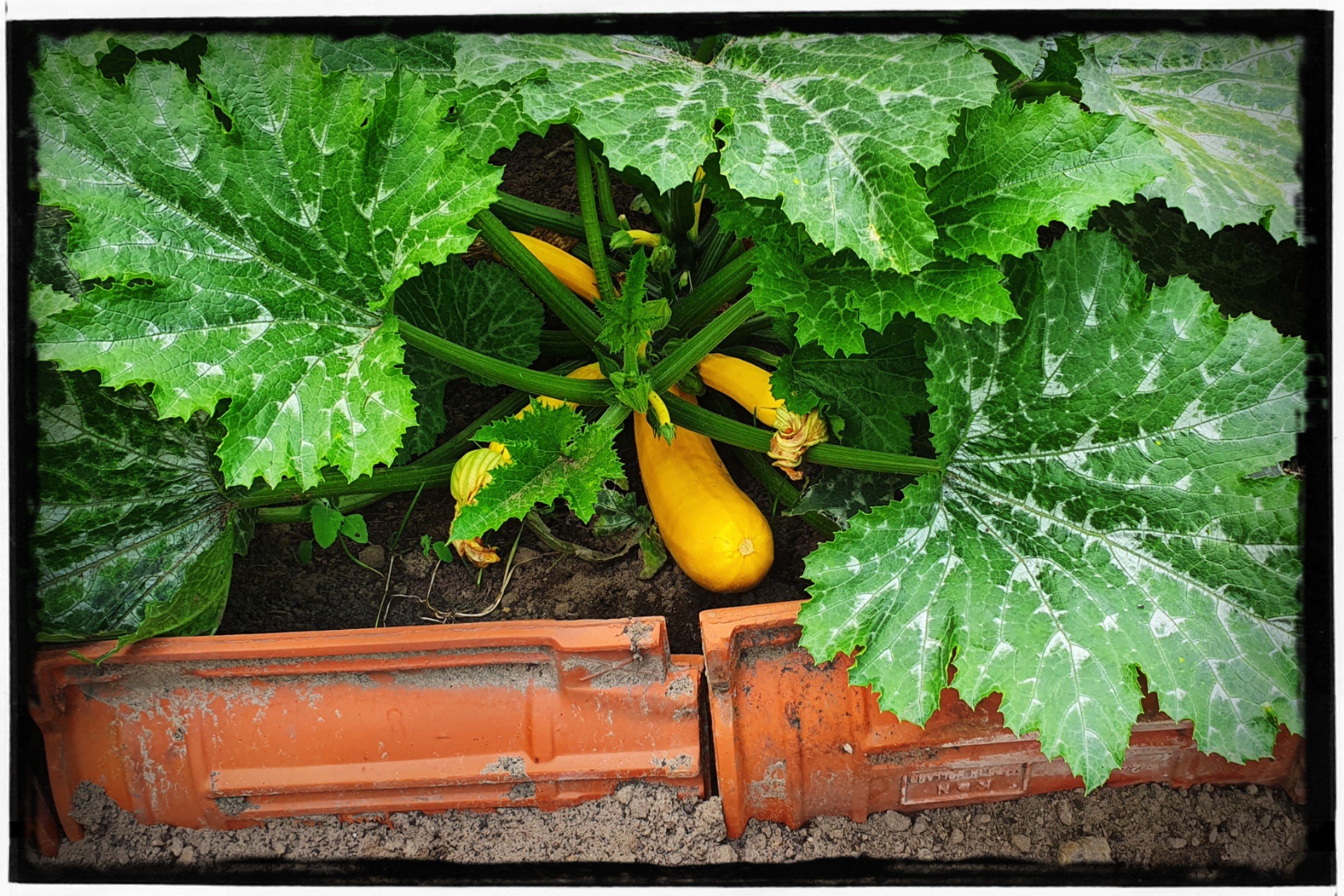 Leonies Paradijstuin